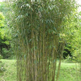 bamboe kopen